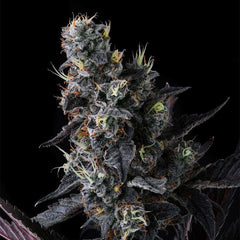 Giggin Grapes Feminized Cannabis Seeds by Compound Genetics