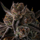 Purple Preserves Feminized Cannabis Seeds by Compound Genetics
