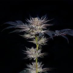 Slip Stream Feminized Cannabis Seeds by Compound Genetics