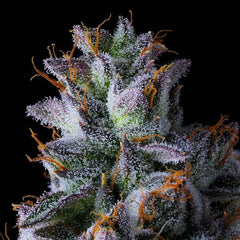 Trillianz Feminized Cannabis Seeds by Compound Genetics