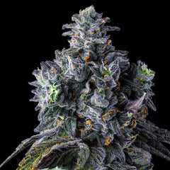 UK Riot Feminized Cannabis Seeds by Compound Genetics
