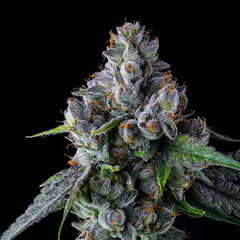Trillianz Feminized Cannabis Seeds by Compound Genetics