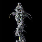 UK Riot Feminized Cannabis Seeds by Compound Genetics