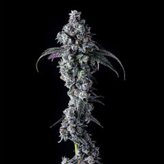 UK Riot Feminized Cannabis Seeds by Compound Genetics