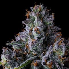 Trillianz Feminized Cannabis Seeds by Compound Genetics