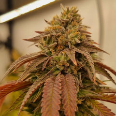 Chronics Kush F2 Regular Cannabis Seeds by Conscious Genetics