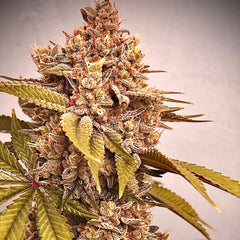 Exodus Fumes Regular Cannabis Seeds by Conscious Genetics