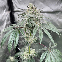Gas Dropz Regular Cannabis Seeds by Conscious Genetics