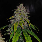 Gas Line Regular Cannabis Seeds by Conscious Genetics