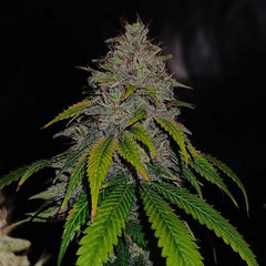 Gas Line Regular Cannabis Seeds by Conscious Genetics