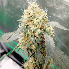 OG Scotti Regular Cannabis Seeds by Conscious Genetics