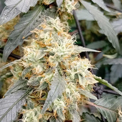 OG Scotti Regular Cannabis Seeds by Conscious Genetics