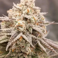 Orange Runtz Cake 2.0 Feminized Cannabis Seeds by Conscious Genetics