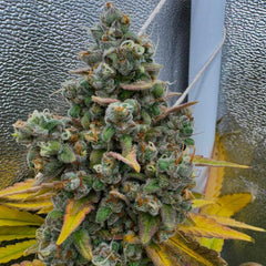 Pink Quavers Feminized Cannabis Seeds by Conscious Genetics