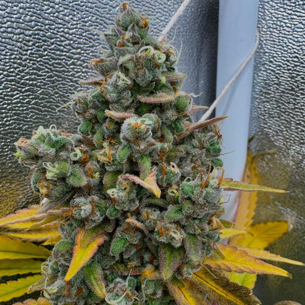 Pink Quavers by Conscious Genetics