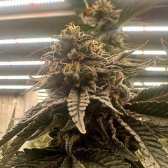 Pink Waferz 2.0 Feminized Cannabis Seeds by Conscious Genetics