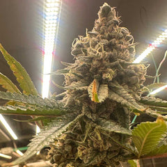 Pink Zheez Feminized Cannabis Seeds by Conscious Genetics