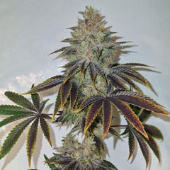 Chakra'z Regular Cannabis Seeds by Conscious Genetics