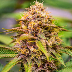 Conscious Kush V3 Feminized Cannabis Seeds by Conscious Genetics