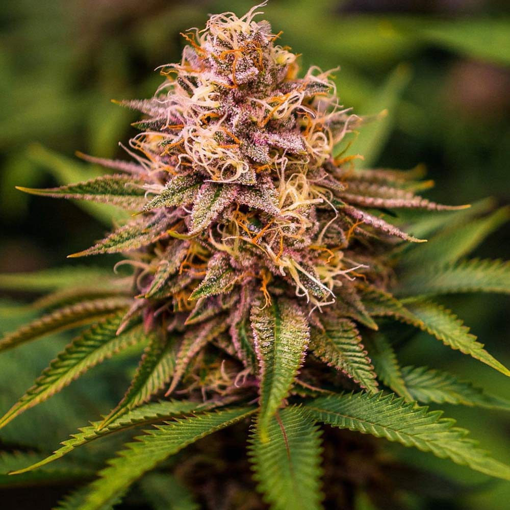 Conscious Kush V3 by Conscious Genetics