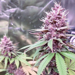 Conscious Kush V3 Feminized Cannabis Seeds by Conscious Genetics