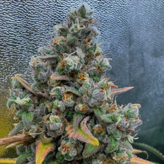 Pink Quavers Feminized Cannabis Seeds by Conscious Genetics
