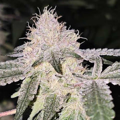 Pink Zheez Feminized Cannabis Seeds by Conscious Genetics