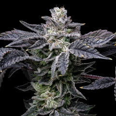 Pink Runtz x Hollywood Feminized Cannabis Seeds by Cookies Seeds
