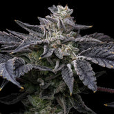 Pink Runtz x Hollywood Feminized Cannabis Seeds by Cookies Seeds