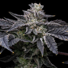 Pink Runtz x Hollywood Feminized Cannabis Seeds by Cookies Seeds
