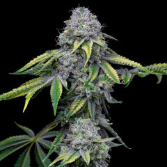 Sour Dubb x Hollywood Feminized Cannabis Seeds by Cookies Seeds