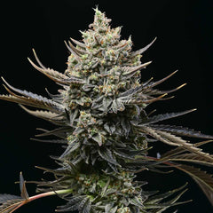 Corn Syrup Feminized Cannabis Seeds by Cookies Seeds