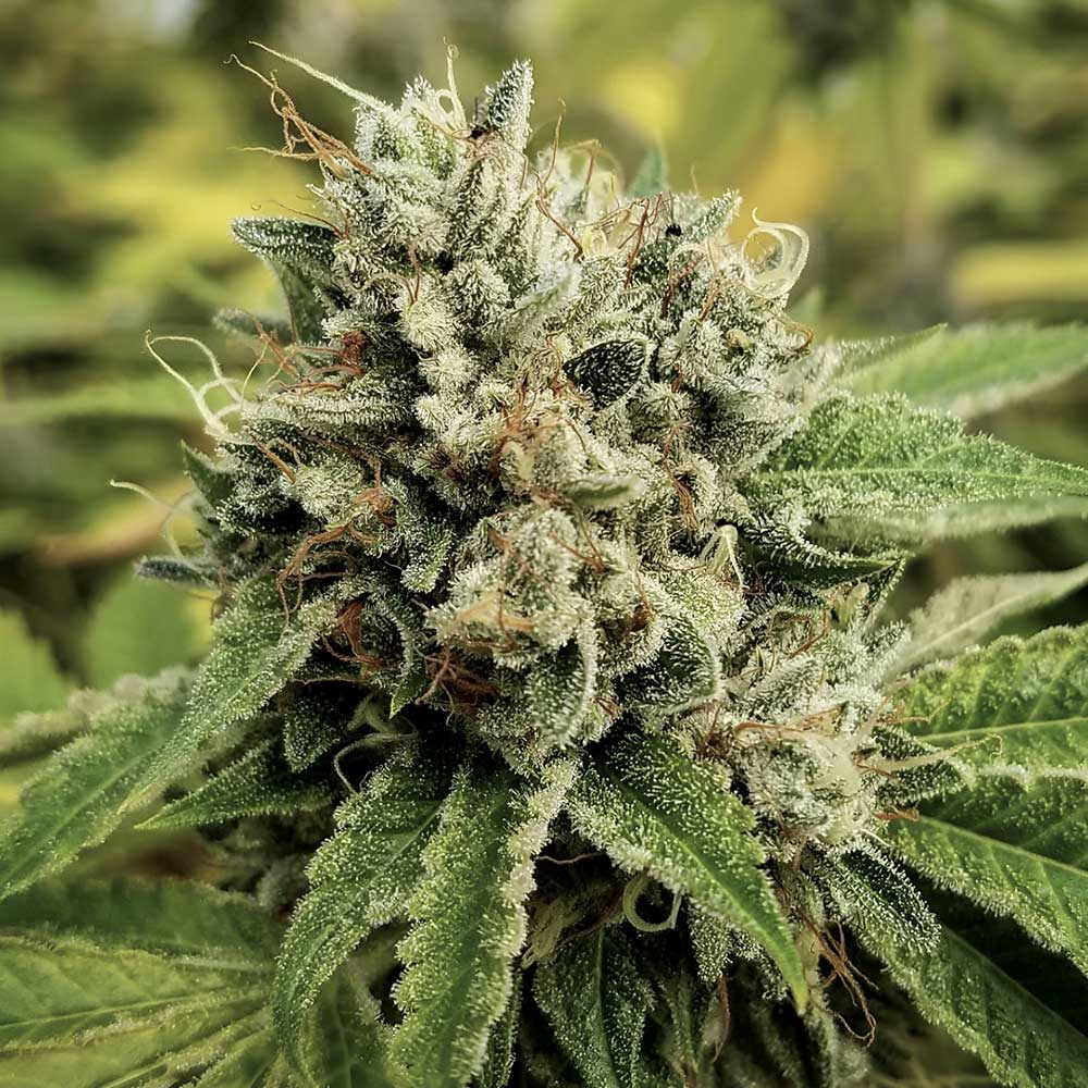 Camorosa by Crockett Family Farms