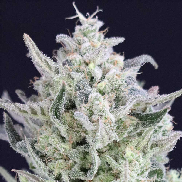 Tri Berry by Crockett Family Farms