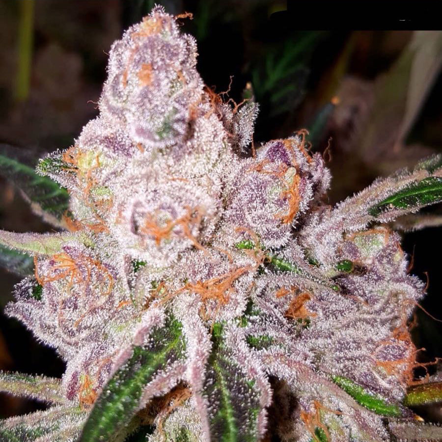 Purple Sunset by Dank Genetics