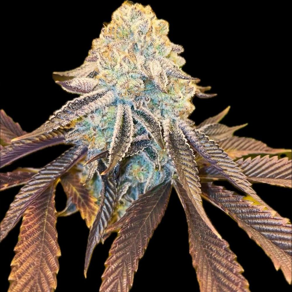Bad Girlz by Dank Genetics