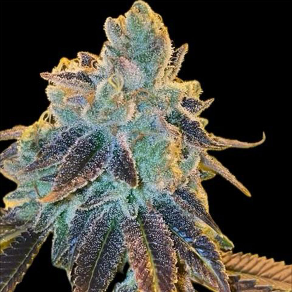 Egoz by Dank Genetics