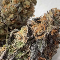 Diamond Runtz Feminized Seeds by Always Be Flowering