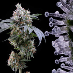 Dirty Diana Feminized Cannabis Seeds by Cookies Seeds