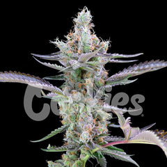 Dirty Money Feminized Cannabis Seeds by Cookies Seeds