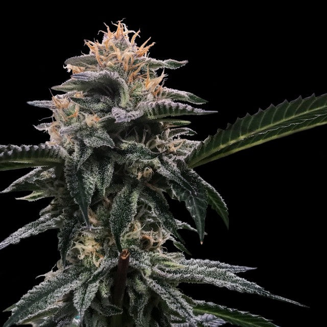 Banana Sorbet by DNA Genetics