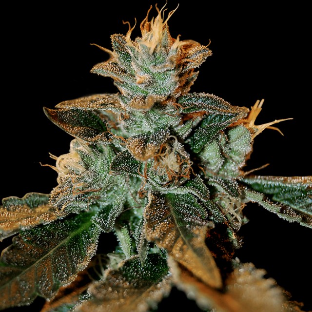 Cataract Kush by DNA Genetics