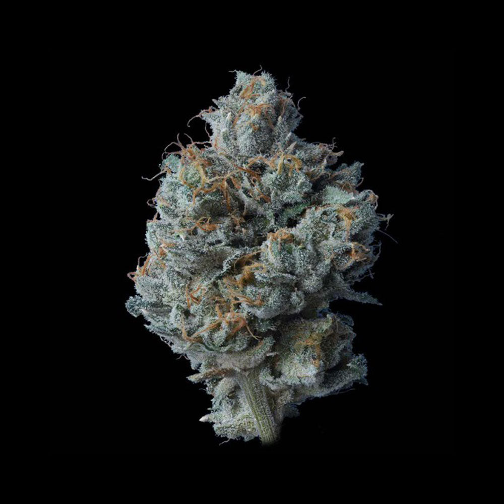 Zallah Bread by DNA Genetics