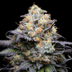 Double Sherb Feminized Cannabis Seeds by Cookies Seeds