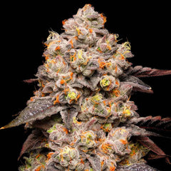 Dried Fruit Feminized Cannabis Seeds by Cookies Seeds