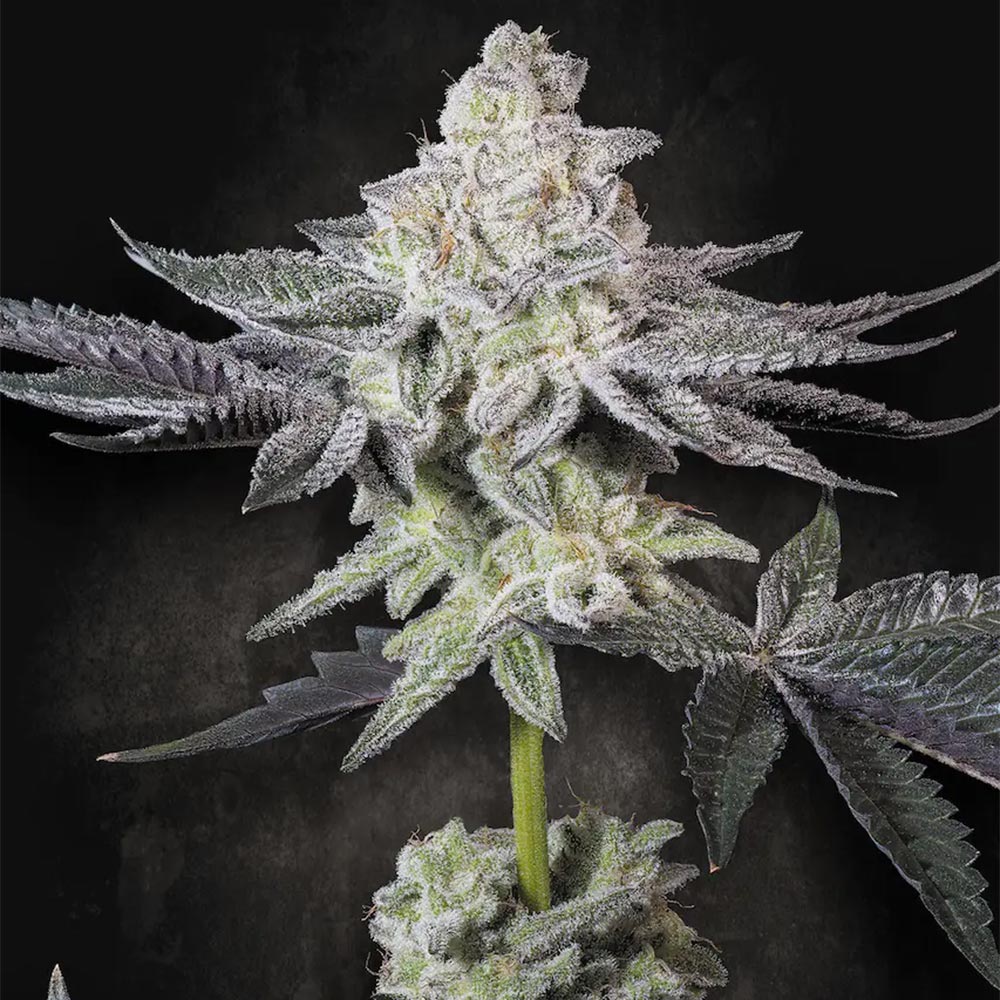 Emerald Envy by Paradise Seeds