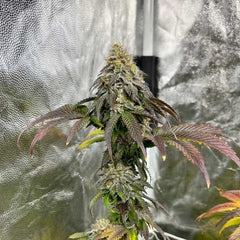 Forbidden Applez Feminized Cannabis Seeds by Black Tuna Seeds