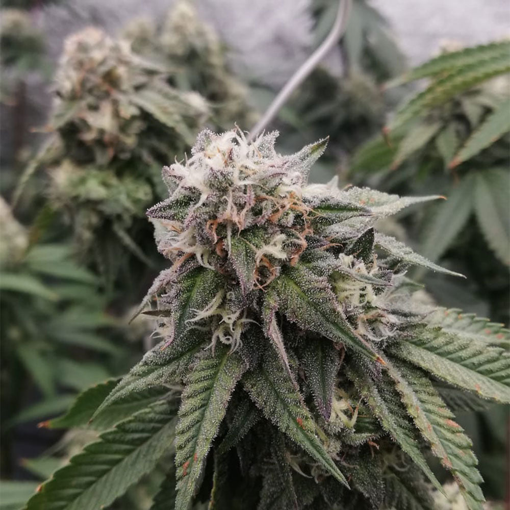 Ocean Spray by Black Tuna Seeds