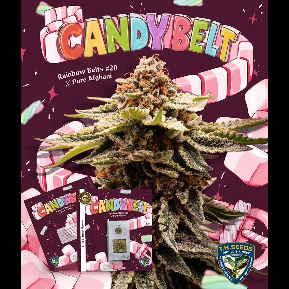 Candy Belt by T.H. Seeds
