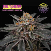 Sunset Cherries Feminized Cannabis Seeds by Perfect Tree